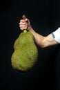 jackfruit tropical fruit man holds it in his hand on a black background. Royalty Free Stock Photo