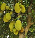 Jackfruit full of backyard fruits in Jardim das Oliveiras, rural area of Ã¢â¬â¹Ã¢â¬â¹Esmeraldas.