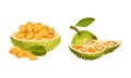 Jackfruit tropical fruit. Chopped ripe delicious exotic Indian breadfruit vector illustration isolated on white