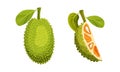 Jackfruit tropical fruit. Whole and quarter of ripe sweet delicious green fruit with seed coat and fibrous core vector