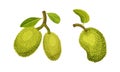 Jackfruit tropical fruit. Whole ripe sweet delicious green fruit vector illustration