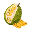 Jackfruit Jackfruit tropical sweet fruit,vector illustration