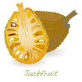 Jackfruit vector Royalty Free Stock Photo