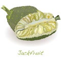Jackfruit vector Royalty Free Stock Photo