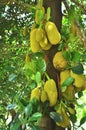 Fresh jackfruits hanging on its tree