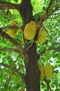 Fresh jackfruits hanging on its tree