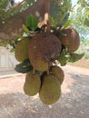 The jackfruit is very dense and looks fertile