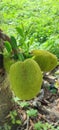 Jackfruit is a very sweet