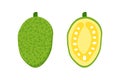 Jackfruit whole and cut in half cute cartoon style vector illustration, icons Royalty Free Stock Photo