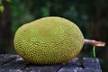 Jackfruit on wood background (Artocarpus heterophyllus) Royalty Free Stock Photo