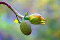 Jackfruit Royalty Free Stock Photo