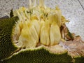 Jackfruits are peeled. It is delicious and juicy fruit.