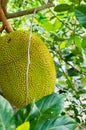 Jackfruits on the branch Royalty Free Stock Photo