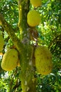 Jackfruits on the branch Royalty Free Stock Photo