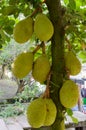Jackfruits on the branch Royalty Free Stock Photo