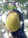 Jackfruits fruit on the tree Royalty Free Stock Photo