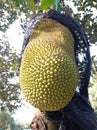 Jackfruits fruit on the tree Royalty Free Stock Photo