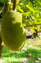 Jackfruits in garden Royalty Free Stock Photo