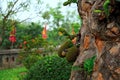 Jackfruits growing on a tree with close up of trunk