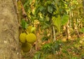 jackfruits growing on a tree Royalty Free Stock Photo