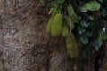 Jackfruits hanging from a branch Royalty Free Stock Photo