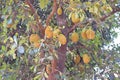 Jackfruits hanging on Jack Tree - Artocarpus Heterophyllus Royalty Free Stock Photo