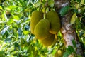 Jackfruits hanging on jackfruit tree Royalty Free Stock Photo