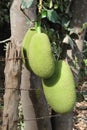 Jackfruits hanging over the tree in tropical region of India