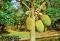 Jackfruits hanging on the tree