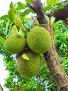 Jackfruits hanging on the tree Royalty Free Stock Photo