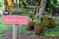 Jackfruits hanging from the tree in a plantation Royalty Free Stock Photo