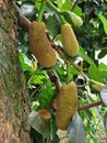 Jackfruits hanging on a tree