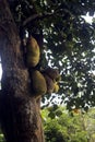 Jackfruits growing in tree Royalty Free Stock Photo