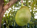 Jackfruits On the Jackfruit tree, Jackfruits Artocarpus heterophyllus. Fruit concept.