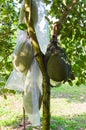 Jackfruits in packets Royalty Free Stock Photo