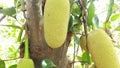 Jackfruits tree in full jackfruits