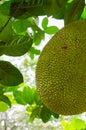 Jackfruits on a tree Royalty Free Stock Photo