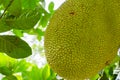 Jackfruits on the tree Royalty Free Stock Photo