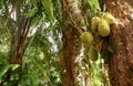 Jackfruits in a tree Royalty Free Stock Photo