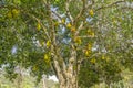 Jackfruits on the tree.