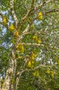 Jackfruits on the tree.