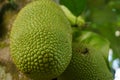 Jackfruits on tree shoot from low angle Royalty Free Stock Photo