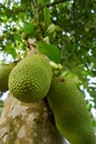 Jackfruits on tree shoot from low angle Royalty Free Stock Photo