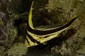 The Jackknifefish Equetus lanceolatus.
