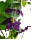 Jackmanii Clematis purple blooms add color to garden Royalty Free Stock Photo