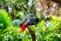 Jacko the parrot sits on a tree and cleans its feathers Royalty Free Stock Photo