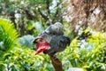 Jacko the parrot sits on a tree and cleans its feathers Royalty Free Stock Photo