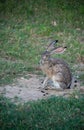 Jackrabbit with long ears in grassy meadow