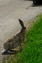 Jackrabbit paused on the side of a pathway