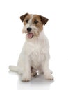 Jackrussel dog isolated on white Royalty Free Stock Photo